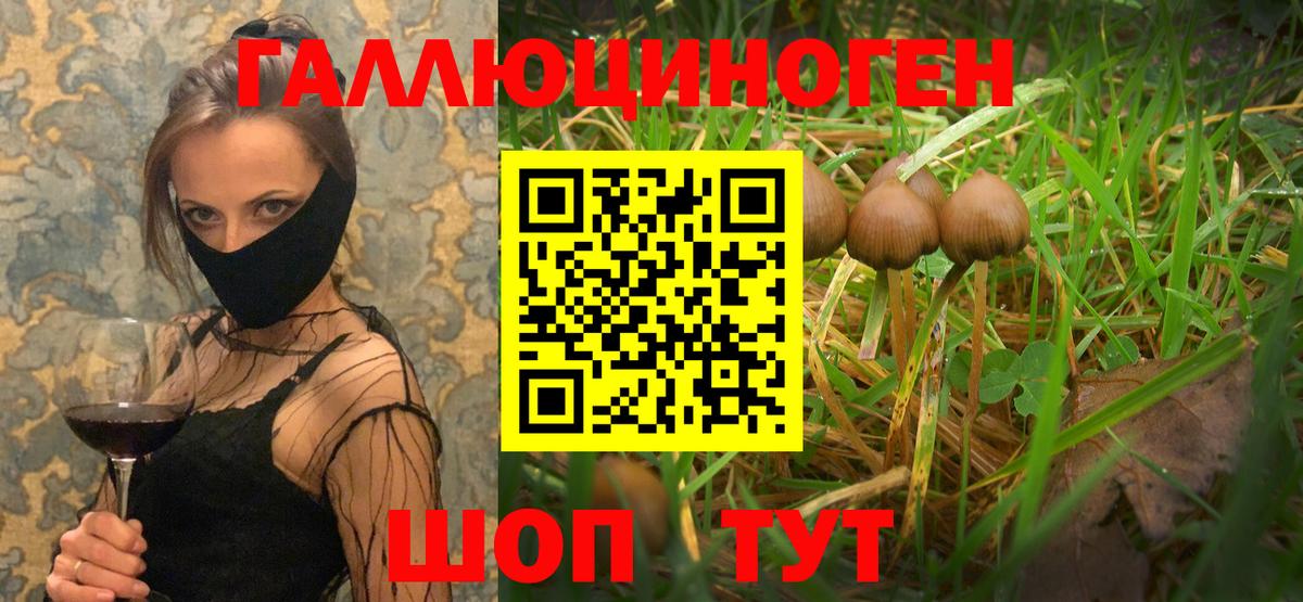 Псилоцибиновые грибы Psilocybe Светлоград